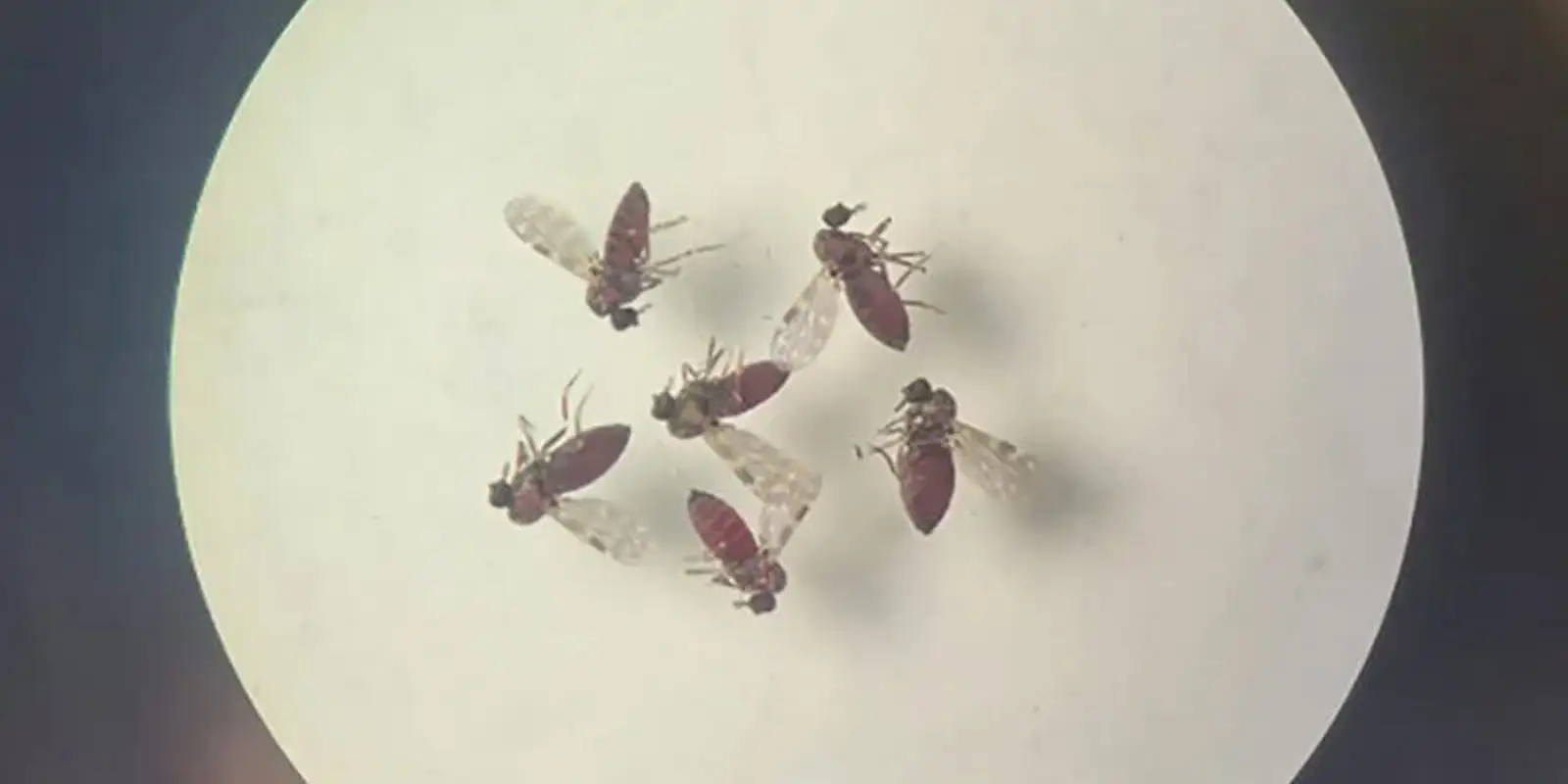 Estudo explica diferença de sintomas entre febre do Oropouche e dengue