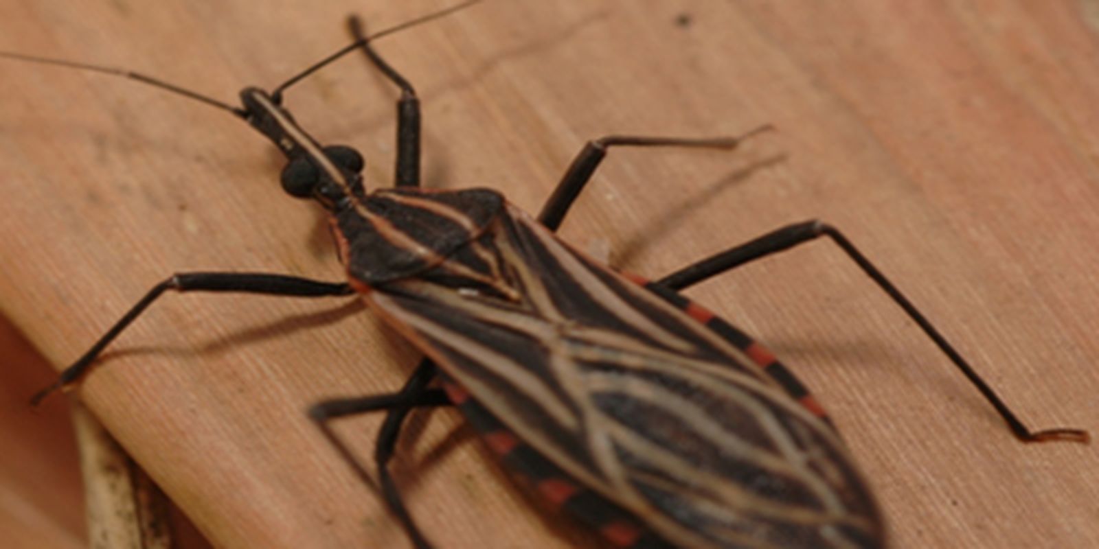 Abaetetuba (PA) já confirmou 276 casos de Doença de Chagas em 2025