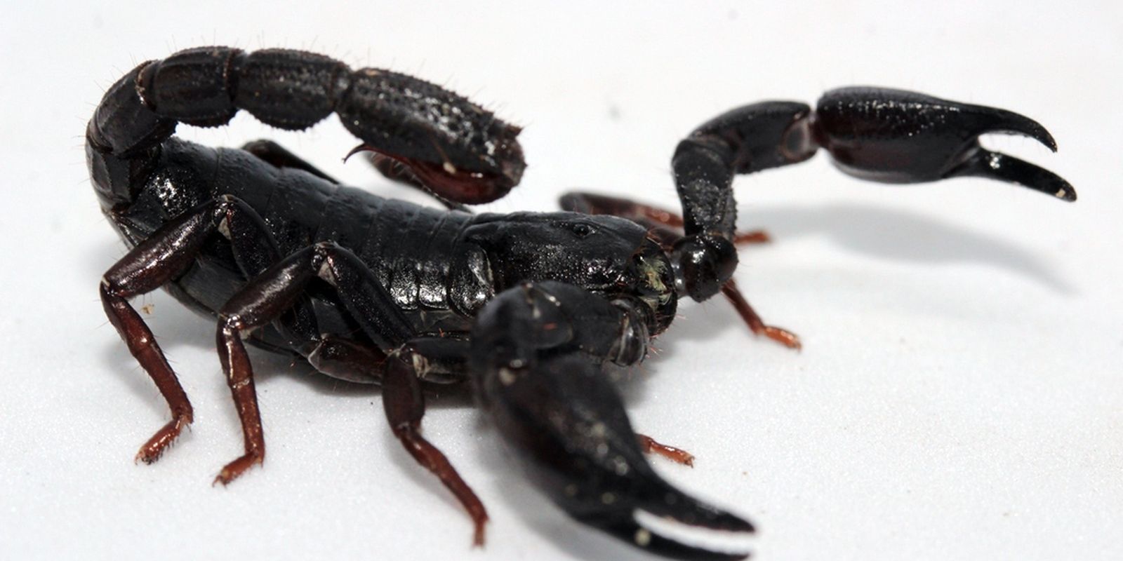Toxina de escorpião da Amazônia combate câncer de mama, diz estudo