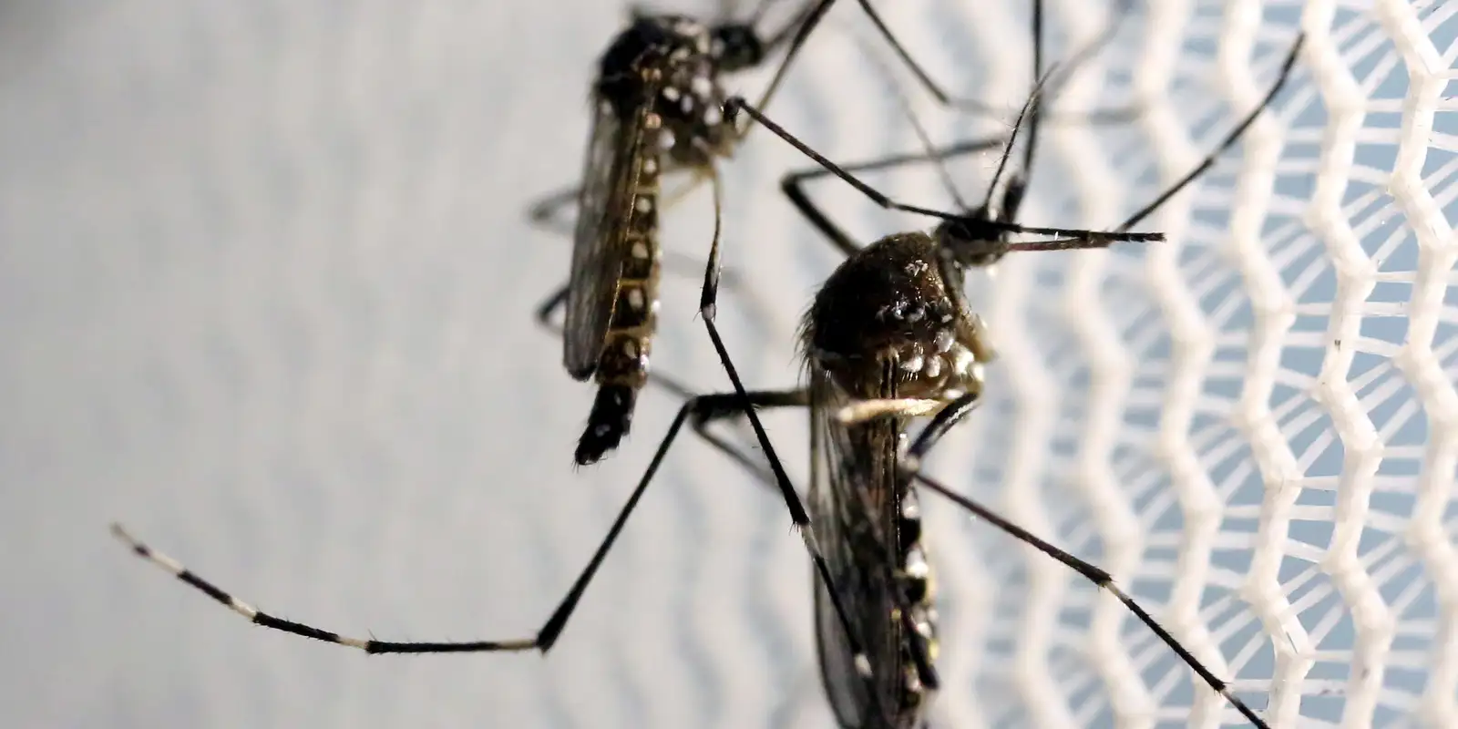 Vacina contra Zika vírus demonstra ser eficaz em testes com roedores