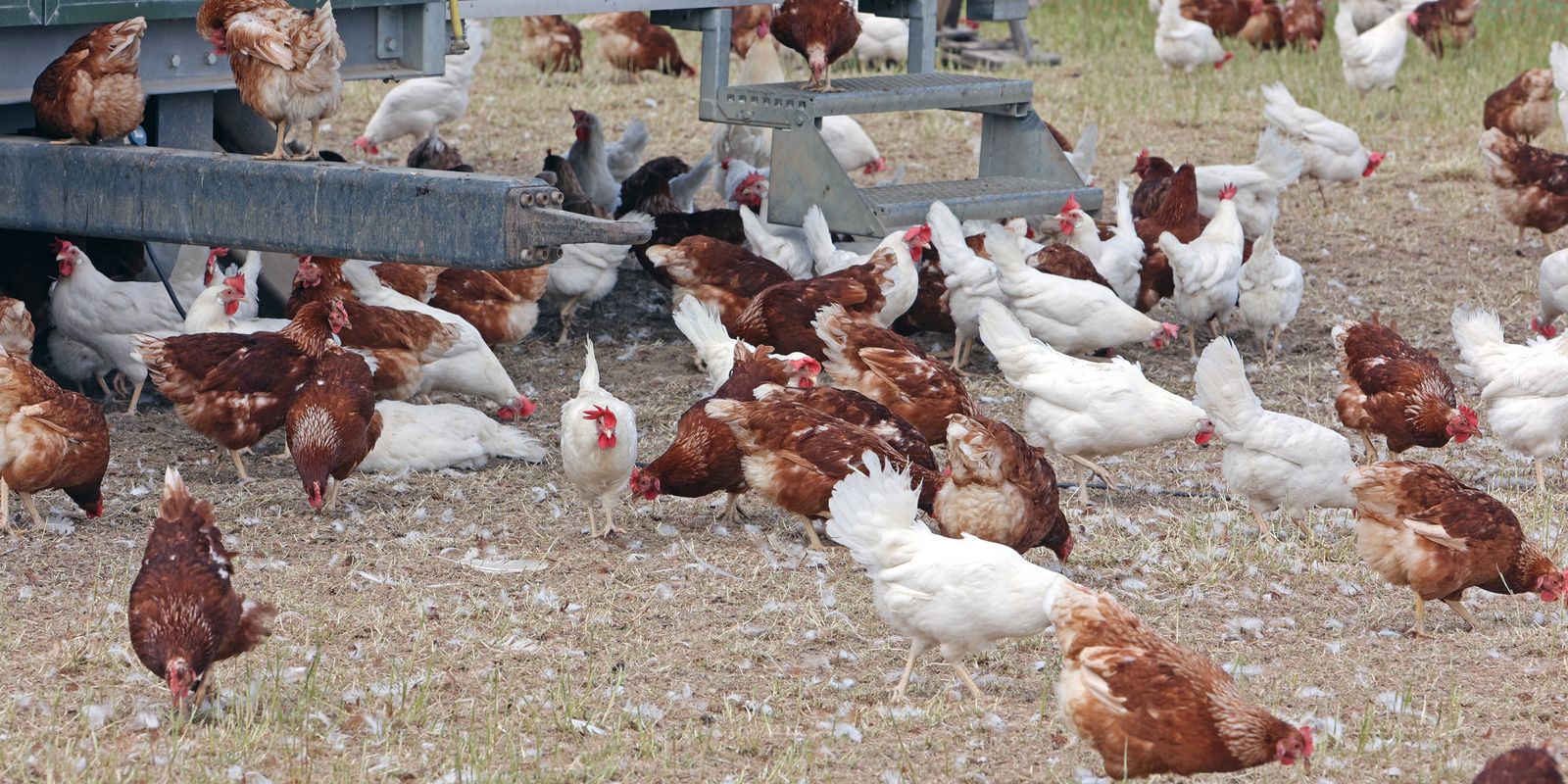 Peru, Jordânia e Hong Kong retiram restrição ao frango brasileiro