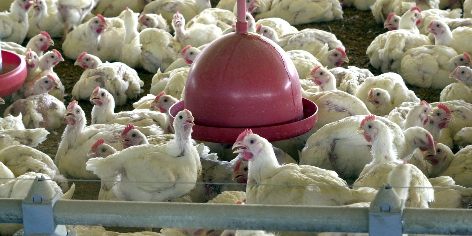 Peru, Jordânia e Hong Kong retomam compra de carne de frango do Brasil
