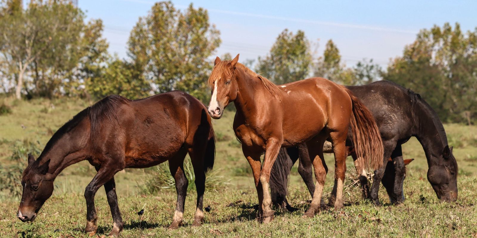 Ração contaminada com substância tóxica mata 284 cavalos