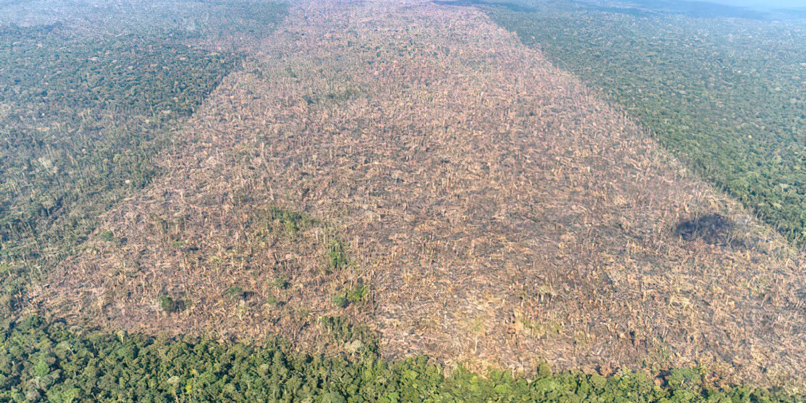 Desmatamento é responsável por mais de 28 mil mortes anuais por calor