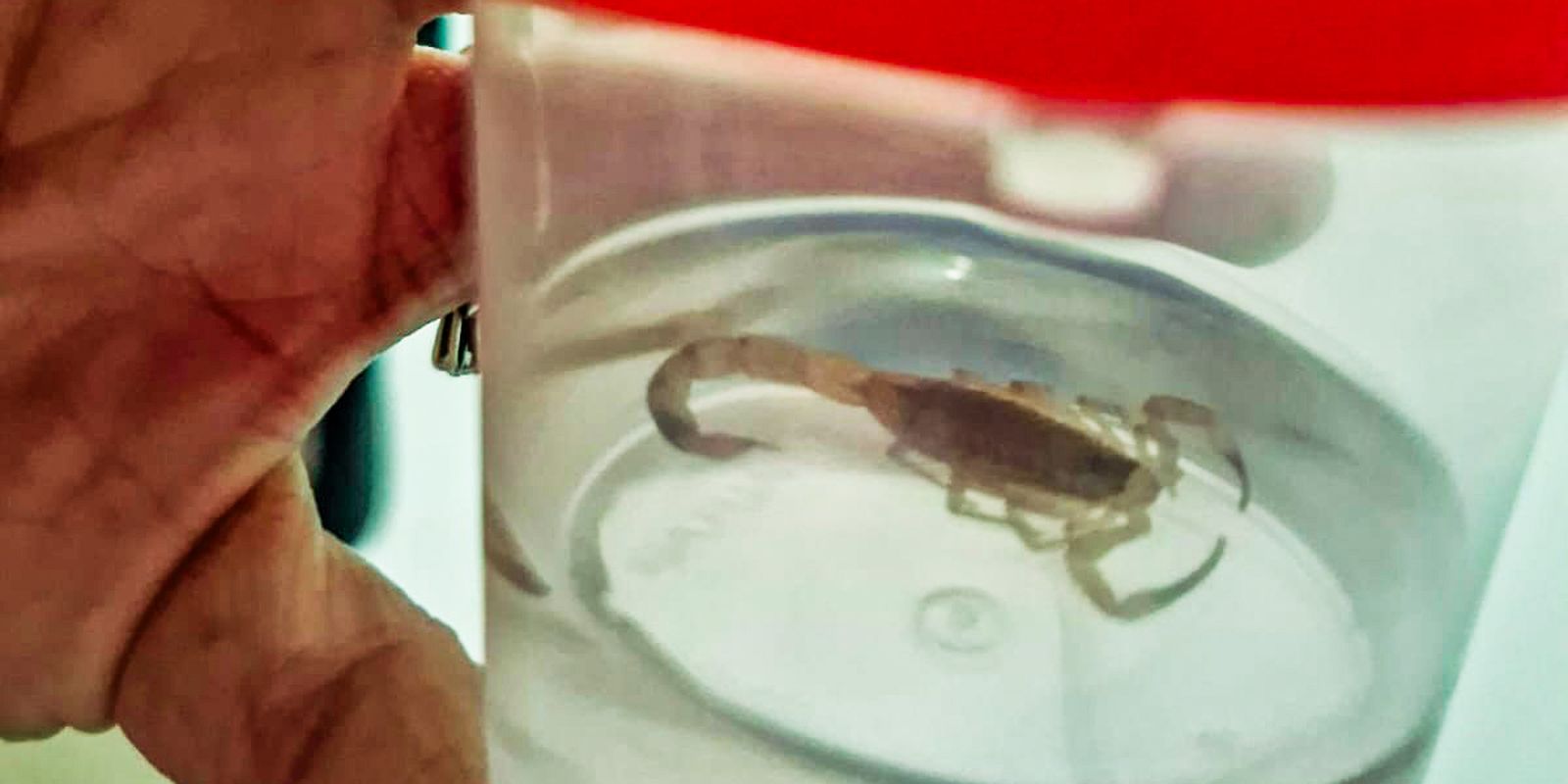 Com a chegada do calor, aumentam os casos de acidentes com escorpiões